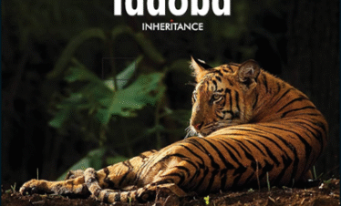 TADOBA – ANDHARI TIGER RESERVE